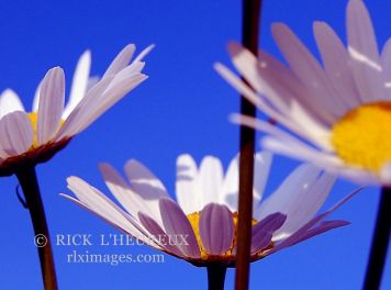 Daisy's Up Close